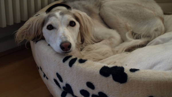 Saluki-Hündin: JEANNIE